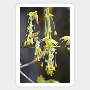 Nature's Earrings Sticker